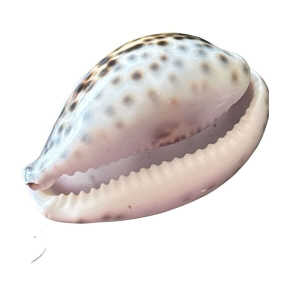 Decorative Pink Fish Shell - Picture 4 of 6